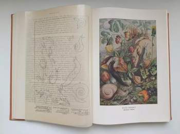 Alfred Brehm: KOMPLETNÍ Brehmův život zvířat I. díl Bezobratlí + II. Ryby, Obojživelníci, Plazi (2 svazky) + III. Ptáci (4 svazky) + IV. Ssavci (4 svazky)