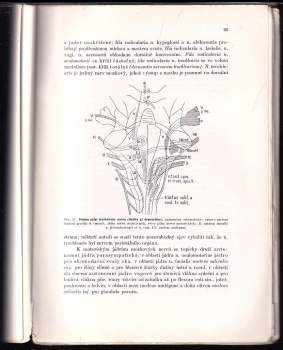 Karel Weigner: Topografická anatomie se zřetelem k studiu anatomie a k potřebám klinickým