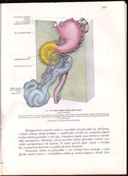Karel Weigner: Topografická anatomie se zřetelem k studiu anatomie a k potřebám klinickým