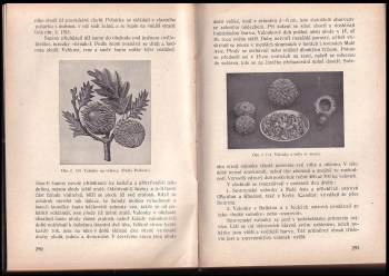 Václav Kubelka: Třísliva rostlinná a jejich náhražky