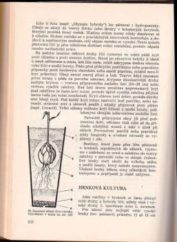 Vlastimil Vaněk: Tulipány a ostatní cibulové květiny