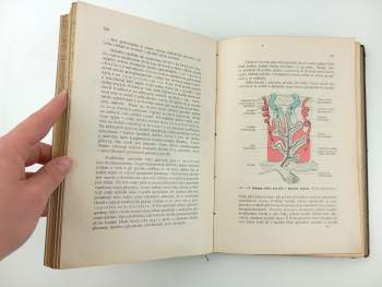 Otakar Srdínko: Učebnice embryologie člověka i obratlovců
