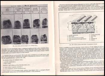 Jaroslav Holoubek: Učebnice kriminalistiky - první díl - svazek druhý