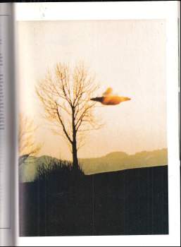 Guido Moosbrugger: UFO