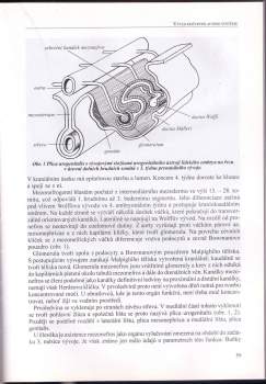 Jan Dvořáček: Urologie