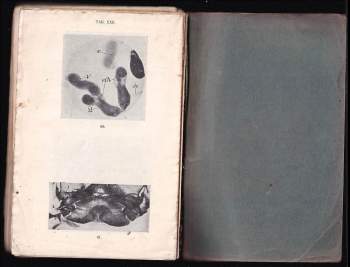 Jaroslav Rytíř: Včela medonosná - Díl 1., - Anatomie včely medonosné - Apis mellifica L. - Popis těla, života, zvyků, nemocí i škůdců včely medonosné - Její plemenitba a chov v době moderní