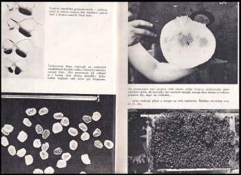 Dušan Metod Janota: Včelárenie vo fotografii