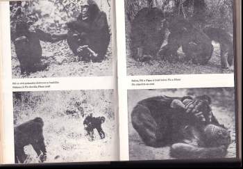 Jane Goodall: Ve stínu člověka