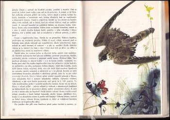 Jaromír Tomeček: Věčný hvozd