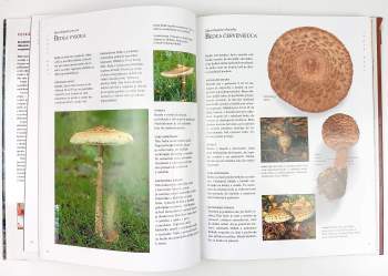 Steven Wheeler: Veľká kniha o hubách