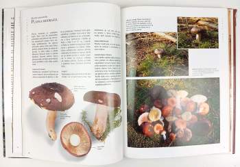 Steven Wheeler: Veľká kniha o hubách