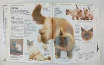 David Taylor: Velká kniha o kočkách