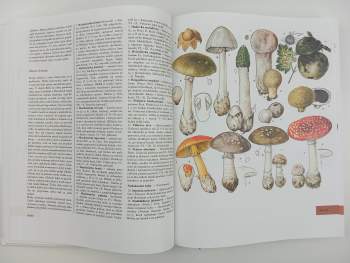 Jindřich Krejča: Veľká kniha rastlín, hornín, minerálov a skamenelín