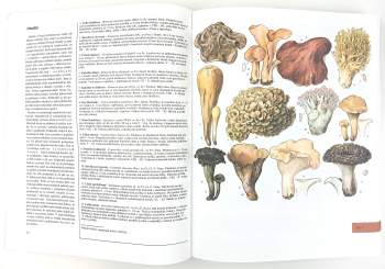 Jindřich Krejča: Velká kniha rostlin, hornin, minerálů a zkamenělin