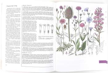 Jindřich Krejča: Velká kniha rostlin, hornin, minerálů a zkamenělin