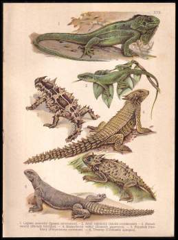 Otto Schmeil: Velký přírodopis ; přírodopis živočišstva pro vyšší ústavy, učitelstvo a přátele přírody vůbec