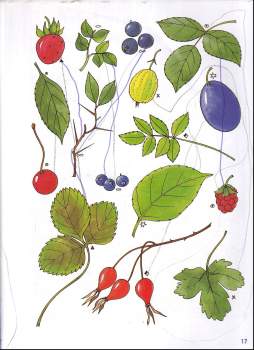 Marie Tetourová: Velký rádce předškoláka