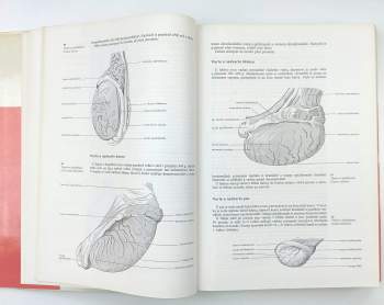 Radim Najbrt: Veterinární anatomie