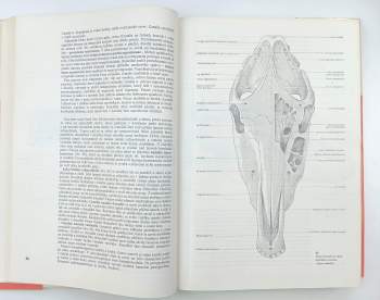 Radim Najbrt: Veterinární anatomie