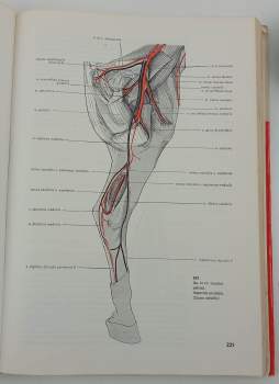 Radim Najbrt: Veterinární anatomie