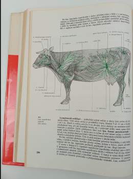 Radim Najbrt: Veterinární anatomie