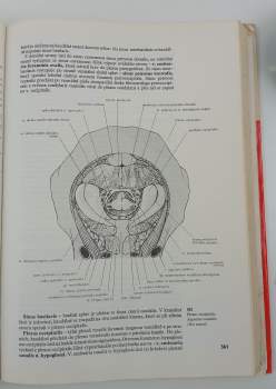 Radim Najbrt: Veterinární anatomie