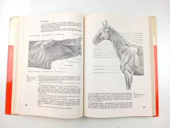kolektiv: Veterinární anatomie