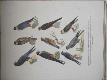 Anton Fritsche: Vögel Europa's