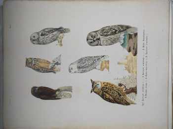 Anton Fritsche: Vögel Europa's