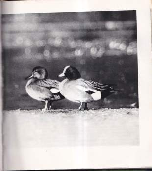 Jan Rys: Vteřiny u rybníků, řek a tůní