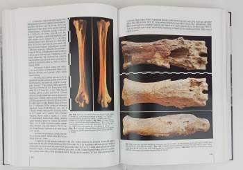 Bořivoj Nechvátal: Vyšehrad