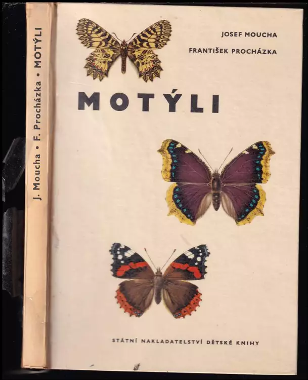 Motýli