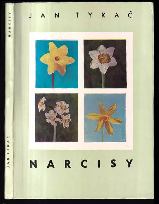 Narcisy