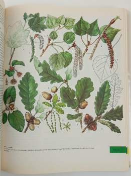 Jindřich Krejča: Z našej prírody