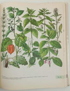 Jindřich Krejča: Z našej prírody