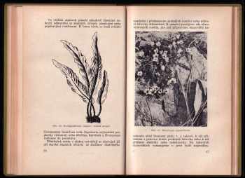 Bohumil Kavka: Zakládání alpin v domácích zahradách