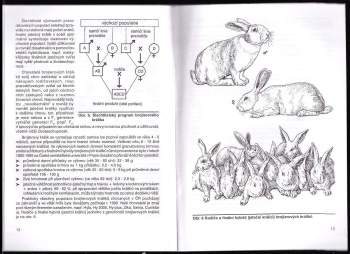 Karel Mach: Základy chovu králíků k masné produkci