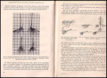 Ladislav Černý: Zakořeňování a štěpování ovocných rostlin