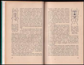 Jan Obenberger: Ze života mravenců