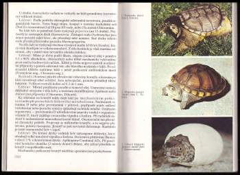 Fridrich Szalay: Želvy