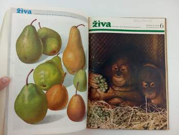 Oldřich Vilém Hykeš: Živa, KOMPLETNÍ ROČNÍK IV. (XLII)