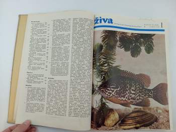 Oldřich Vilém Hykeš: Živa, KOMPLETNÍ ROČNÍK VI. (XLIV)