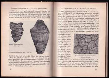 Ferdinand Prantl: Život českých pramoří