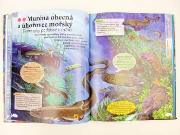 Carmen Rodríguez: Život v mořích a oceánech