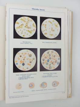 Adolf Ambrož: Zlatá kniha praktického lékařství domácího