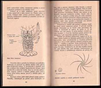 Vladimír Krupauer: Zlatý rak