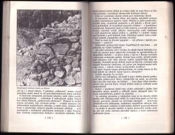 Anna Bauerová: Zlatý věk země Bójů