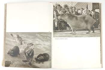 Otakar Štěpánek: Zoo