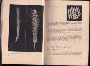 Josef Hlaváček: Zušlechťování žita