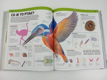 John Woodward: Zvířata v kostce